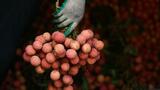 Madagascar sees bumper lychee harvest as investigators probe trade kingpin